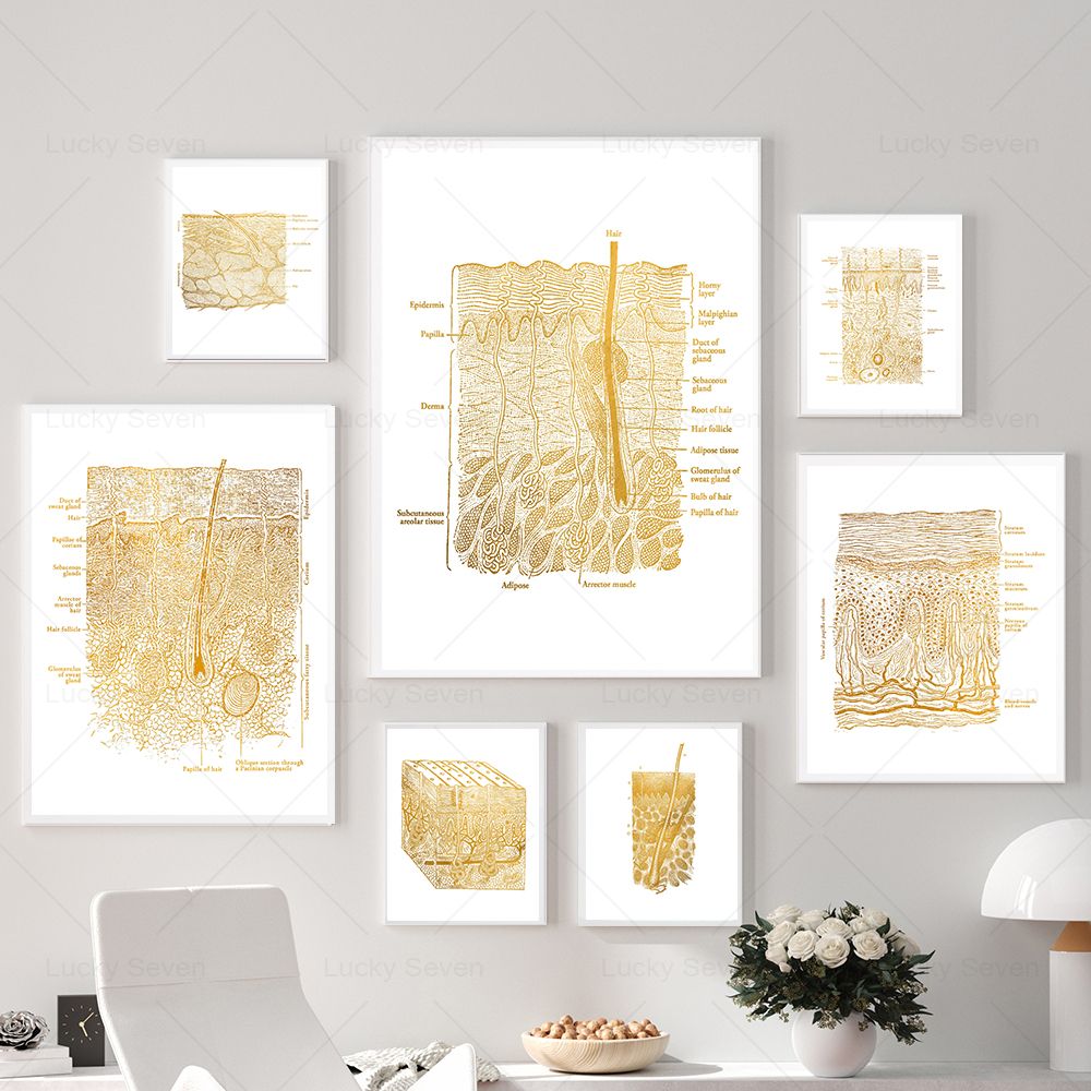 Skin Care Anatomy Posters Diss - огляд і ціна Skincare Ls