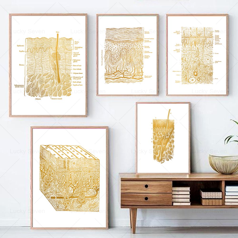 Skin Care Anatomy Posters Diss - огляд і ціна Skincare Ls