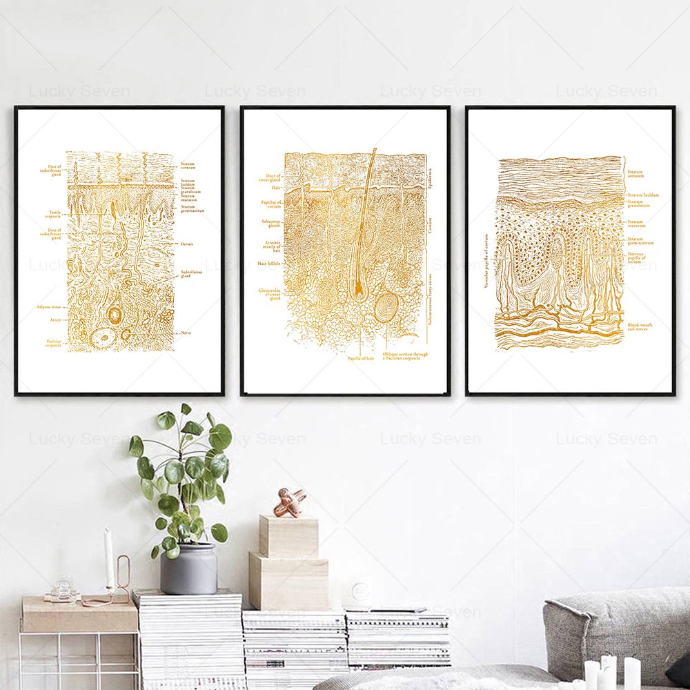 Skin Care Anatomy Posters Diss - огляд і ціна Skincare Ls